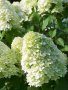 Хортензия паникулата Лаймлайт, Hydrangea Limelight за супер слънце, снимка 6