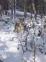 Чехословашки вълчак1, снимка 11