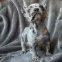 French bulldog blue Merle , снимка 2