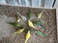 Ръчно хранени папагали монах, снимка 2