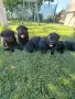 Продавам черни немски овчарки, снимка 1
