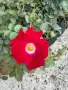 🌹 РОЗА 🌹 Rosa x polyantha Friendly® Red Meiariba, снимка 3