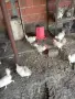 продавам кокошки , снимка 3