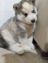 Продавам кученца Хъски 🐾, снимка 1
