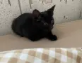 малко женско коте, снимка 1