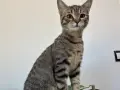 Продавам Малко Котенце, Късокосместа И Игрива! , снимка 3