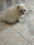 Померан мини , снимка 4