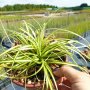 Карекс Евърголд, Carex oshimensis "Evergold", студоустойчива трева!!, снимка 8