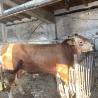 Продавам телета и телешко месо, снимка 1 - Крави - 38112465