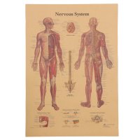 Постер постери плакат Нервна система 42/29см., снимка 3 - Декорация за дома - 39939346