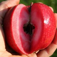 Ябълка RED LOVE (червена любов) с червена въртрешна част на плода