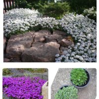 Градински цветя и храсти, снимка 11 - Градински цветя и растения - 42084094
