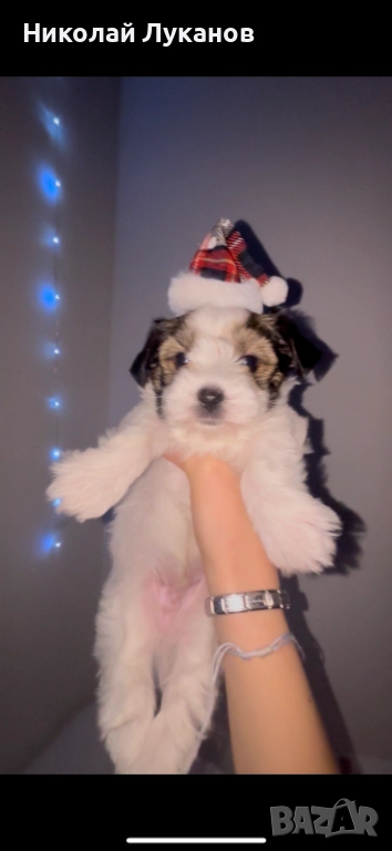 Йоркширски териер - Бивер - С родословие, снимка 1