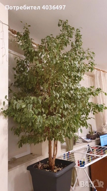 Голям фикус Бенджамин с пъстри листа, снимка 1