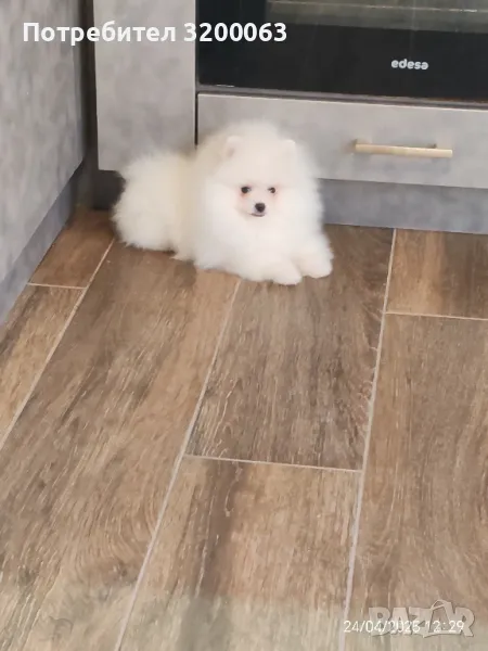 Померанче мъжко , снимка 1