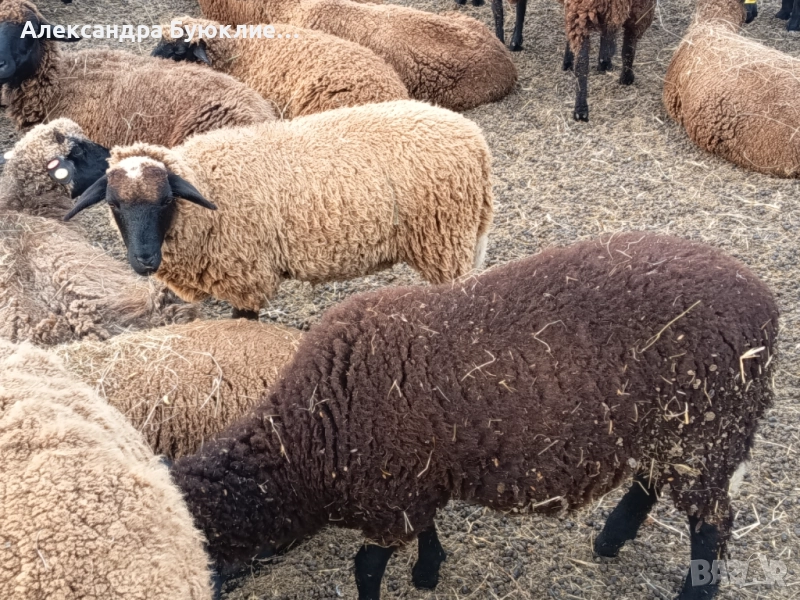 Медночервени агнета , снимка 1