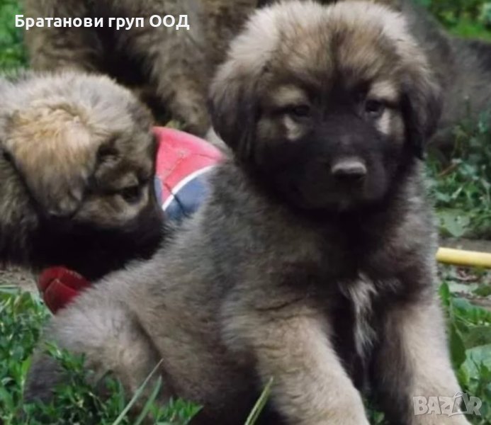 Шарпланинец, снимка 1