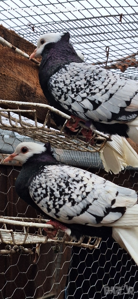 Продавам Нюмберски гълъби, снимка 1