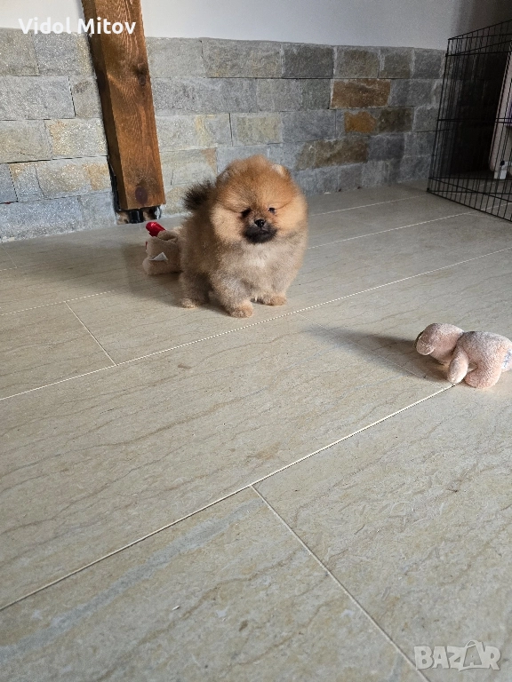 Мини Померан момче , снимка 1