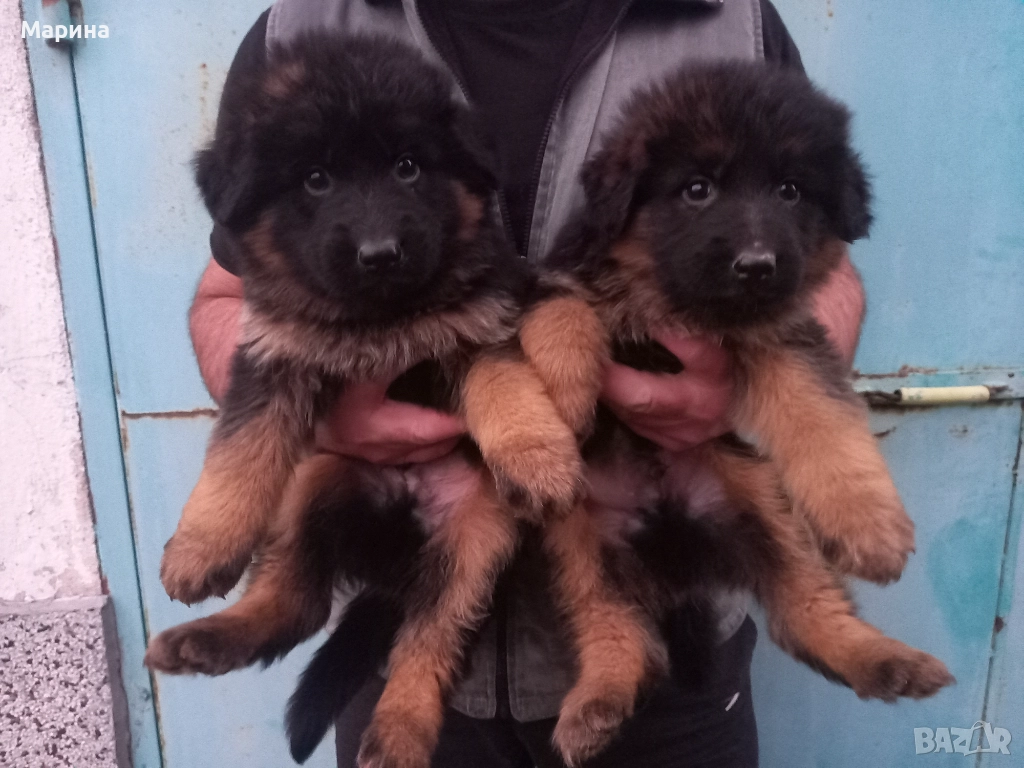 Немски овчарки мъжки и женски, снимка 1