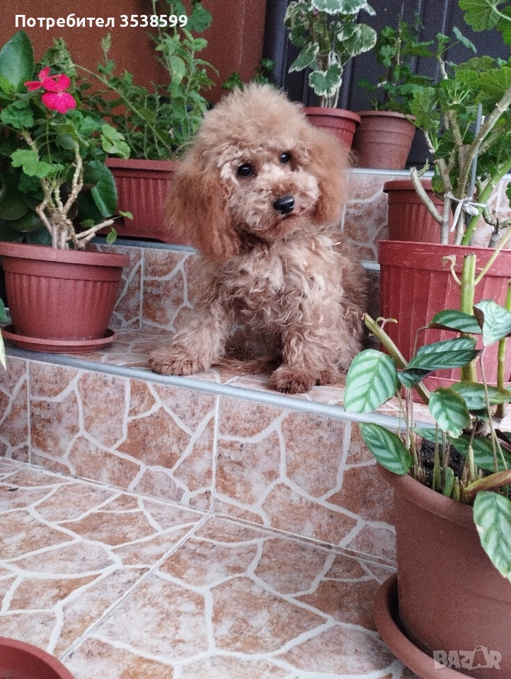 Мини Пудел Той Пудел , снимка 1