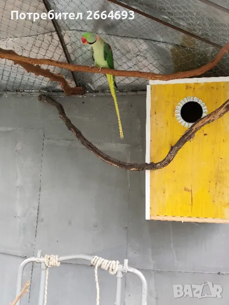 Двойка Голям Александър , снимка 1