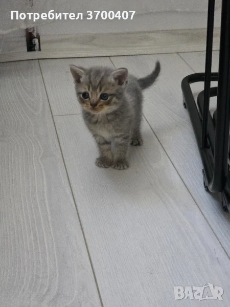 Британска клепоуха, снимка 1