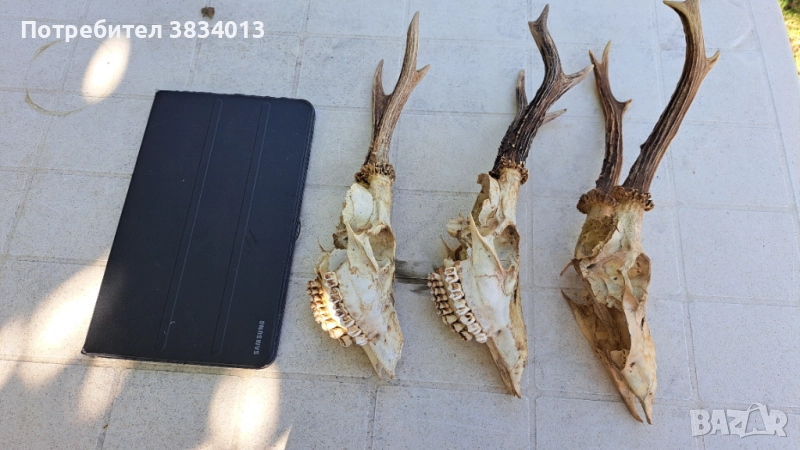 Черепи с рога от сърна 3 бр, снимка 1