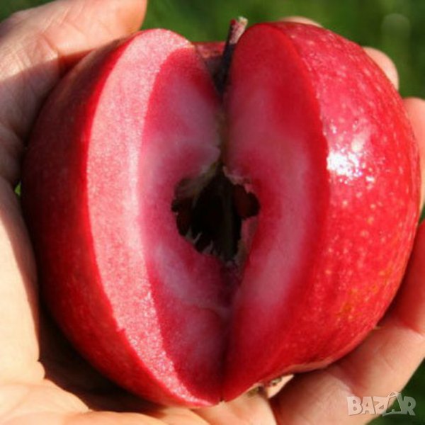 Ябълка RED LOVE (червена любов) с червена въртрешна част на плода, снимка 1