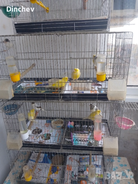 Млади орфей мъжки женски чифтове, снимка 1