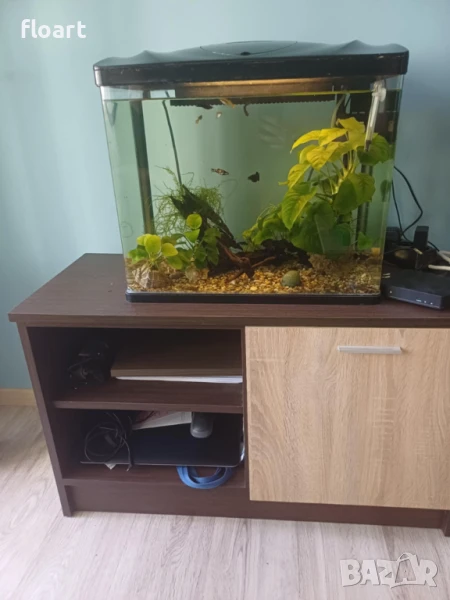 Аквариум с рибките и водорасли, снимка 1