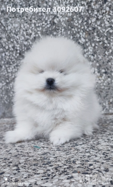 Померан момче , снимка 1