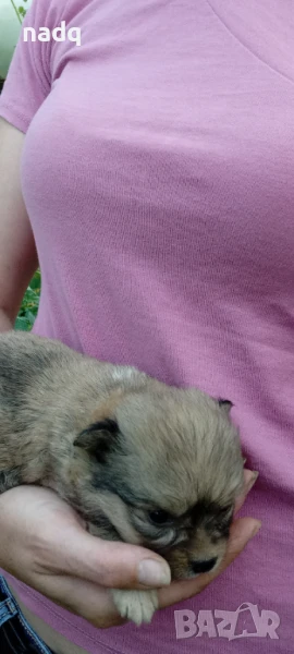 Чиху - пинчер, снимка 1