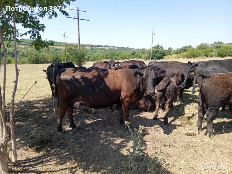 15 крави и 1бик закупен от Валери Богдановски под селекция и 2 телета на 2 месеца, снимка 1