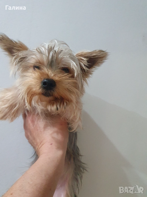  Мини Йорки 3 женски , снимка 1