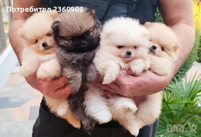 Женски померанчета 
