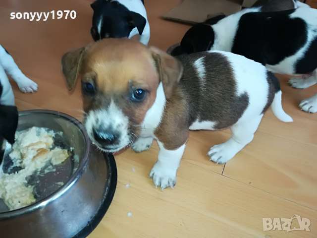 джак ЖЕНСКО КУТРЕ 11 МЕСЕЦА 2803221715, снимка 14 - Джак ръсел териер - 36259606