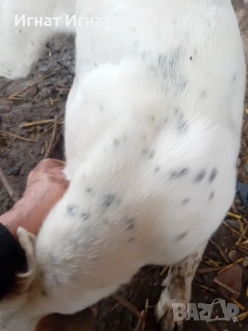 американско були, снимка 5 - Други - 53271447