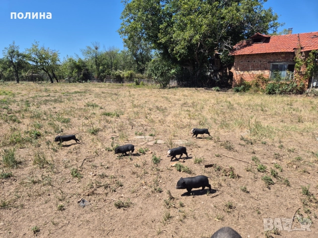 Виетнамски прасенца на 2 месеца мъжки и женски, има на различни месеци има и на 6, 10 , снимка 1