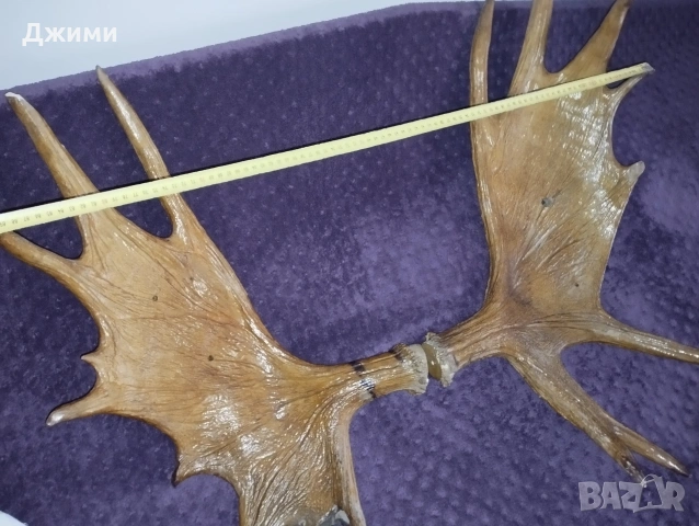 голям лос, снимка 18 - Антикварни и старинни предмети - 53622617