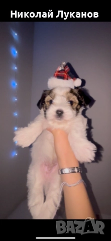 Йоркширски териер - Бивер - С родословие