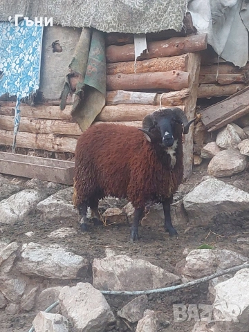 коч кочове овце , снимка 2 - Овце - 53624151