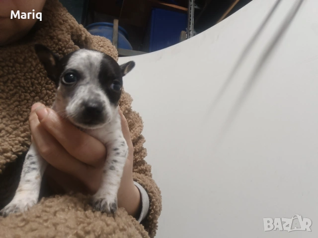 Женски пинчери , снимка 2 - Пинчер - 53577768