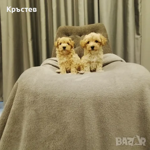 Малтипу малтипу , снимка 2 - Пудели - 56183094