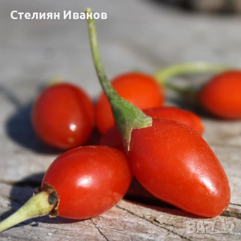 Едроплодно годжибери (Lycium barbarum 'Korean Big'), снимка 3 - Градински цветя и растения - 52354248