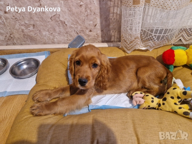 Кокер шпаньол, снимка 3 - Кокер шпаньол - 52896598