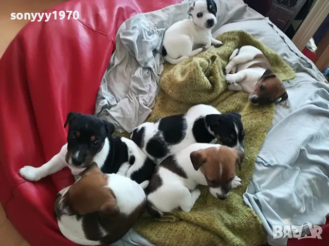 JACK RUSSELL TERRIER-БЕБЕТА ДЖАК РЪСЕЛ-ВИДИН 1302251434, снимка 1 - Джак ръсел териер - 49113858