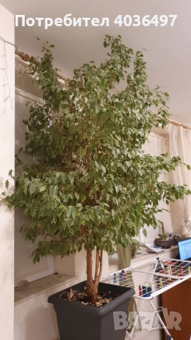 Голям фикус Бенджамин с пъстри листа