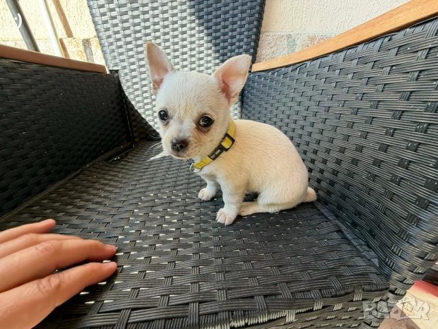 Чипхупинчер Актуално от 19.3.202, снимка 2 - Пинчер - 53719295