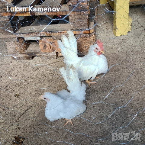 продавам чифт шабо и чифт руски